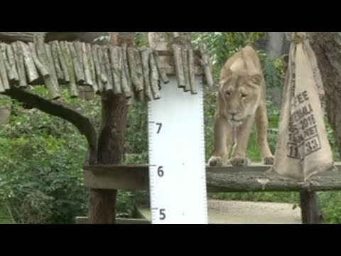 london zoo holds annual weigh