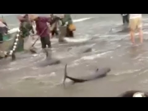 villagers send dolphins back to sea