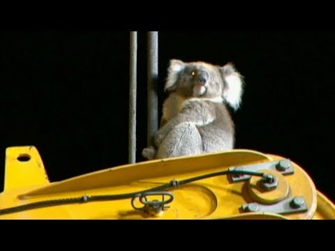 koala rescued from adelaide