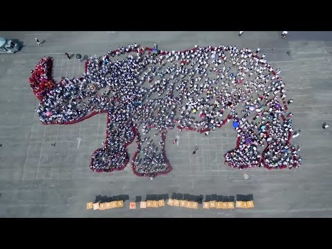 world rhino day marked in taiwan with human chain