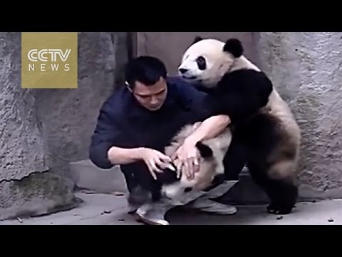 clingy pandas don’t want to take their medicine