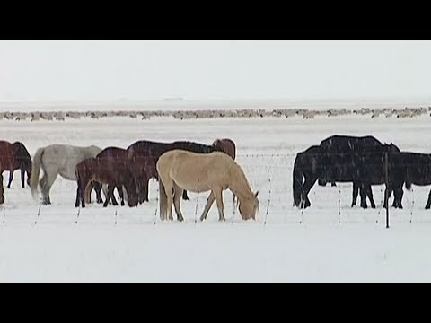 sudden snowfall impacts crops in china’s xinjiang