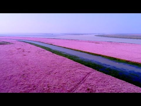 a trip to the sea of purplepink flowers