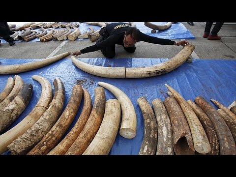 31 tonnes of african ivory discovered