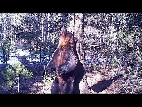 brown bear dancing against tree