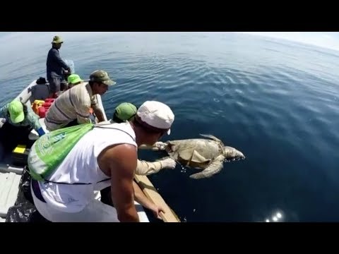 hundreds of sea turtles found dead off the coast