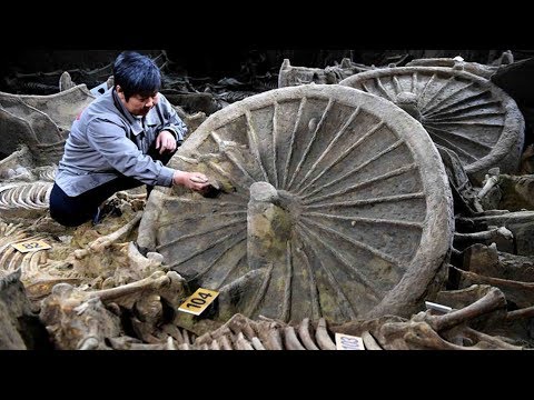 2400yearold horse chariot pit excavated