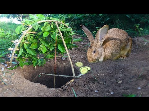 amazing quick rabbit trap by digging deep holehow to catch