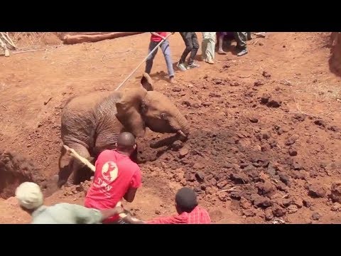 african elephant rescued from well