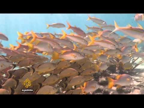 cubas pristine coral reefs