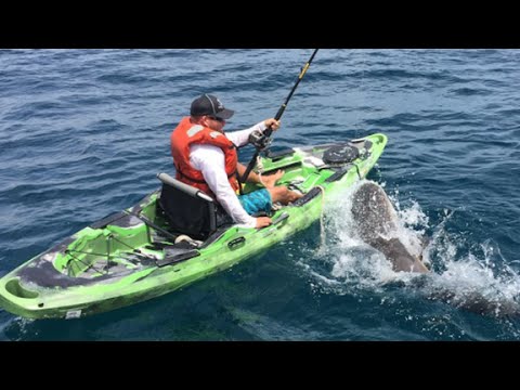 watch shark flip over kayaker in middle of ocean