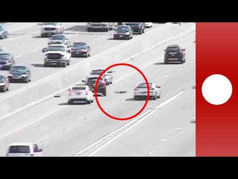 cars swerve as fluffy family crosses busy highway usa