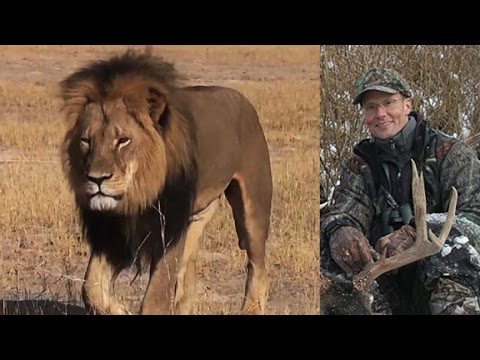 cecil the lions killer thought hunt was legal