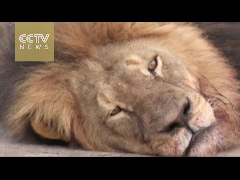 zimbabwe demands cecil the lion killer be extradited