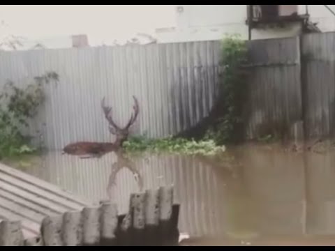 deer escapes flooded zoo in ussuriysk russias far east