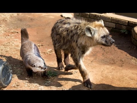 cute otter is best friends with lions and hyenas