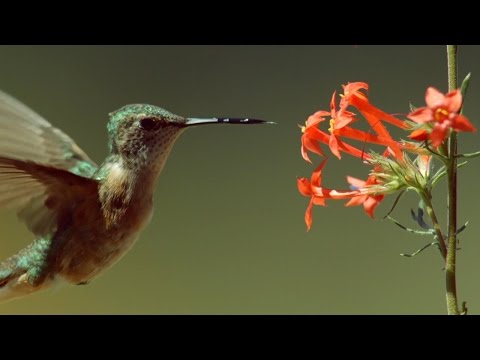 epic hummingbird battle