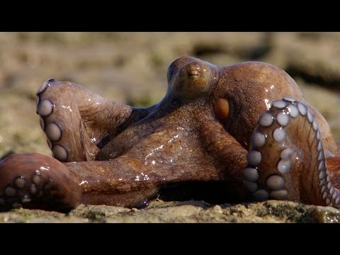 the amazing octopus that can walk