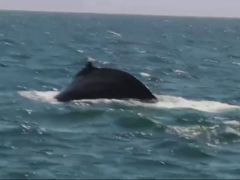 whales becoming entangled