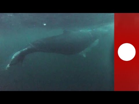 whale tangled in rope freed