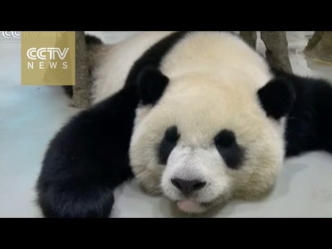 taiwanborn panda recovers