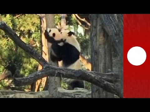 clumsy baby panda attempts to climb tree